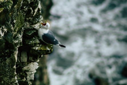 a small bird perched on top of a rock